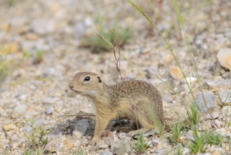 A young European ground squirrel (Spermophilus citellus) or European souslik stands on a gravel