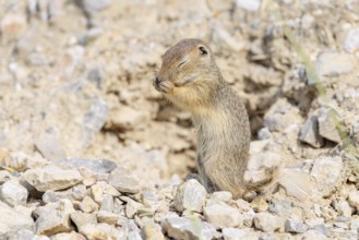 A young European ground squirrel (Spermophilus citellus) or European souslik stands upright on a