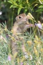 A young European ground squirrel (Spermophilus citellus) or European souslik stands in a meadow