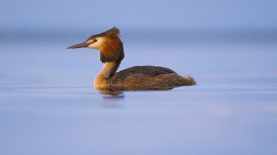 A great crested grebe (Podiceps Scalloped ribbonfish) swimming on the Steinhuder Meer, animal