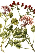 Cranesbill plants of the species Geranium Africanum, historical, digitally restored reproduction