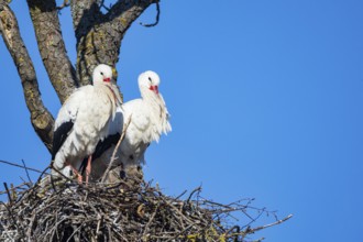 White stork (Ciconia ciconia) Germany