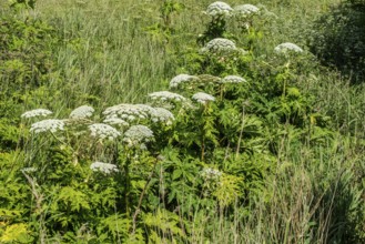 Flowering Giant Hogweed, (Heracleum mantegazzianum) an invasive species that is difficult to