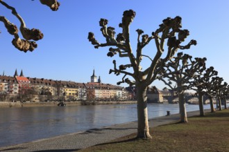 Pruning, pruned plane trees, here on the banks of the Main in Würzburg, Lower Franconia, Bavaria,