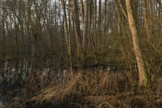In the quarry forest, swamp forest... Meerbusch (Lanker Bruch), swampy alluvial forest, alder swamp