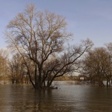 Partially flooded trees standing in water, high water on the Rhine near Düsseldorf, high water