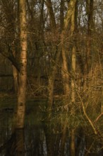 At high water levels... near-natural marshy forest, alluvial forest with alders, poplars, ash trees
