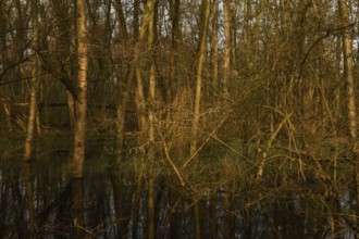 At high water levels... near-natural marshy forest, alluvial forest with alders, poplars, ash trees