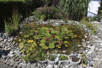Garden pond in midsummer, Allgäu, Bavaria, Germany, Allgäu, Bavaria, Germany