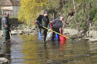 Fishermen, anglers fishing with current in the town stream of Mindelheim, fish counting and species