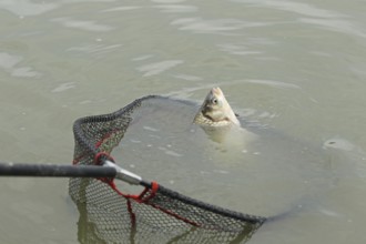 Whitefish (Leuciscinae) in landing net, South Hungary, Hungary, South Hungary, Hungary