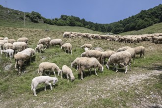 Flock of sheep (Ovis gmelini), Ferrara di Monte Baldo, Italy