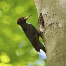 In the sunshine... Black woodpecker (Dryocopus martius) under the canopy of beech trees, adult