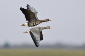 Travelling together... White-fronted geese (Anser albifrons) in their winter quarters on the Lower