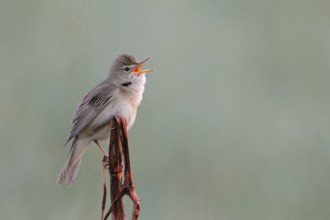 Powerful-voiced native songbird ... Marsh warbler (Acrocephalus palustris), visually inconspicuous,