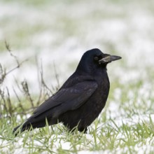 Rook (Corvus frugilegus) in winter, sitting on farmland, in a meadow in the snow, resting, rather