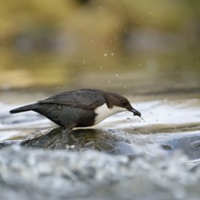 Successful... White-throated Dipper (Cinclus cinclus) standing on a stone in the middle of flowing