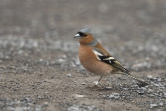 Ringed... Chaffinch (Fringilla coelebs) sitting on the ground in typical manner while foraging, our