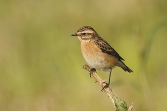 Rare open country bird... Whinchat (Saxicola rubetra), endangered due to habitat loss, male in