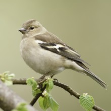 Chaffinch (Fringilla coelebs), female adult bird in spring, sitting on a branch in a tree, freshly