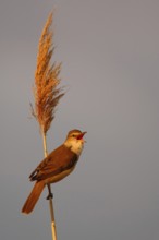 Tireless singer... Reed warbler (Acrocephalus arundinaceus) sitting on a reed stem, singing its