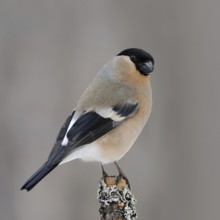 On the lookout... Bullfinch, bullfinch (Pyrrhula pyrrhula), female in beautiful breeding plumage,