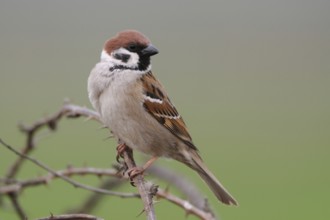 A sparrow... Tree sparrow (Passer montanus), sparrow on a dry blackberry vine, cropped in front of