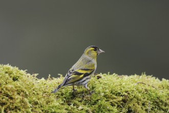 Siskin (Spinus spinus), male bird in breeding plumage, splendour plumage, sitting on green moss,