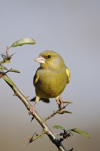 In the home garden... Greenfinch (Carduelis chloris), common, native songbird species, also occurs