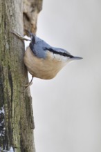 Climbing artist... European nuthatch (Sitta europaea) in winter foraging on the dead wood of an old