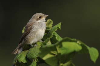 Red-backed shrike (Lanius collurio), fledgling, waiting to be fed on the top of a bush, Lower