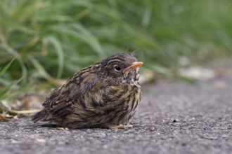 Fledgling... Dunnock (Prunella modularis), not yet fledged chick has left nest, sits apparently