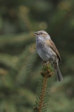 Bird song... Dunnock (Prunella modularis) in spring, singing high up on a fir tree top, North
