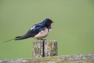 Blue-metallic iridescence... Barn Swallow (Hirundo rustica) in summer on the old gate of a paddock