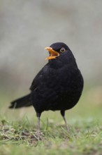 Singing at the top of its voice... Blackbird (Turdus merula), one of the best known native