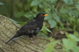 Young blackbird... Blackbird (Turdus merula) sitting on a tree trunk in the forest, male with