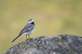 White wagtail (Motacilla alba), generally known and in many places common, likeable black and white