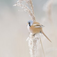 Pastel colours... Bearded Tit (Panurus biarmicus), Bearded Titcock in winter reeds, delicate pastel