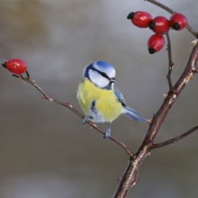 Blue tit (Cyanistes caeruleus), sitting on a dog rose branch between red rose hips, well-known and