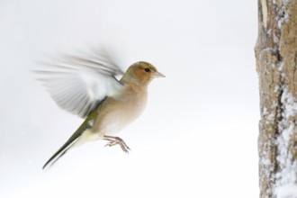 Chaffinch (Fringilla coelebs) in winter with snow, in flight, approach, in motion, colourful finch,