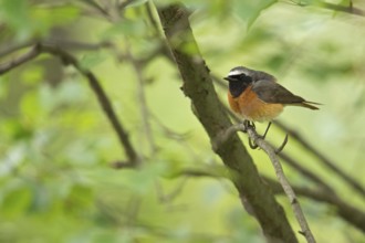 Typical forest edge dweller... Common redstart (Phoenicurus phoenicurus), very beautiful, rare