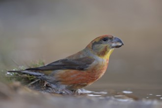 Pine Crossbill (Loxia pytyopsittacus), colourful male has come to drink at a puddle of water, sits