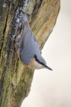 Head over heels... European nuthatch (Sitta europaea) in winter, secures the environment, native