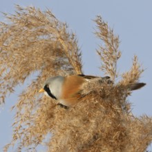 Male bearded tit, bearded tit cock in the reeds... Bearded Tit (Panurus biarmicus) sits in the tips