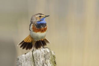 In full splendour... Bluethroat (Luscinia svecica), handsome male on a weathered fence post, tail