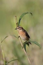 Bird of the year 2023... Whinchat (Saxicola rubetra) on the lookout, on the perch, typical meadow