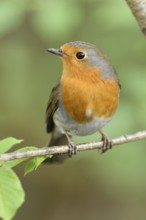 Fresh green and bright orange... Robin (Erithacus rubecula) sits on a branch in a tree among the