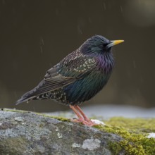 Starling (Sturnus vulgaris) in spring, adult bird in shiny metallic, colourful breeding plumage,