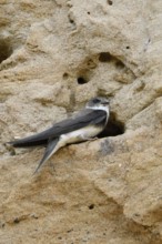 In the breeding wall... Sand martin (Riparia riparia) sitting at the entrance hole of its breeding