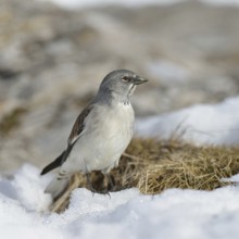 Snow sparrow (Montifringilla nivalis) in typical habitat, high mountains, during snowmelt in